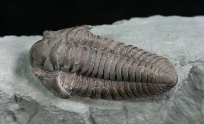 D Flexicalymene Trilobite - Indiana #5035